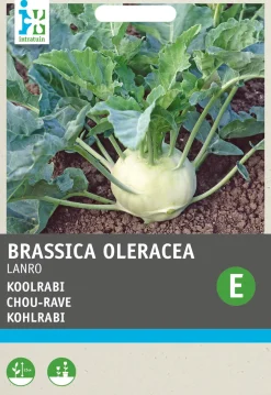 Intratuin Kohlrabi (Brassica oleracea 'Lanro') Samen| Gemüsesamen|Saatgut