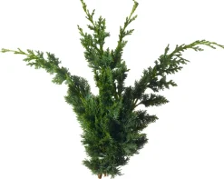 Intratuin Koniferen-Zweige Bund 20 cm| Weihnachts- & Adventsdeko