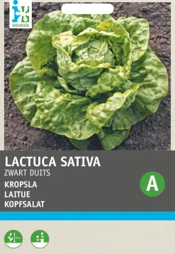 Intratuin Kopfsalat (Lactuca sativa 'Fürchtenichts') Samen| Gemüsesamen|Saatgut