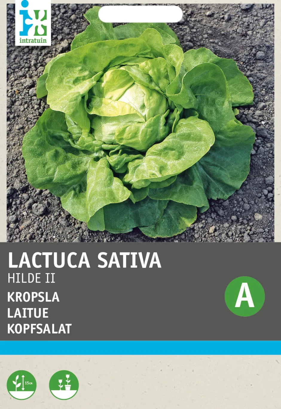 Intratuin Kopfsalat (Lactuca sativa 'Hilde') Samen| Gemüsesamen|Saatgut