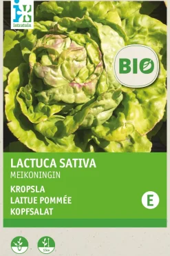 Intratuin Kopfsalat (Lactuca savita 'Maikönig') (BIO) Samen| Gemüsesamen|Saatgut