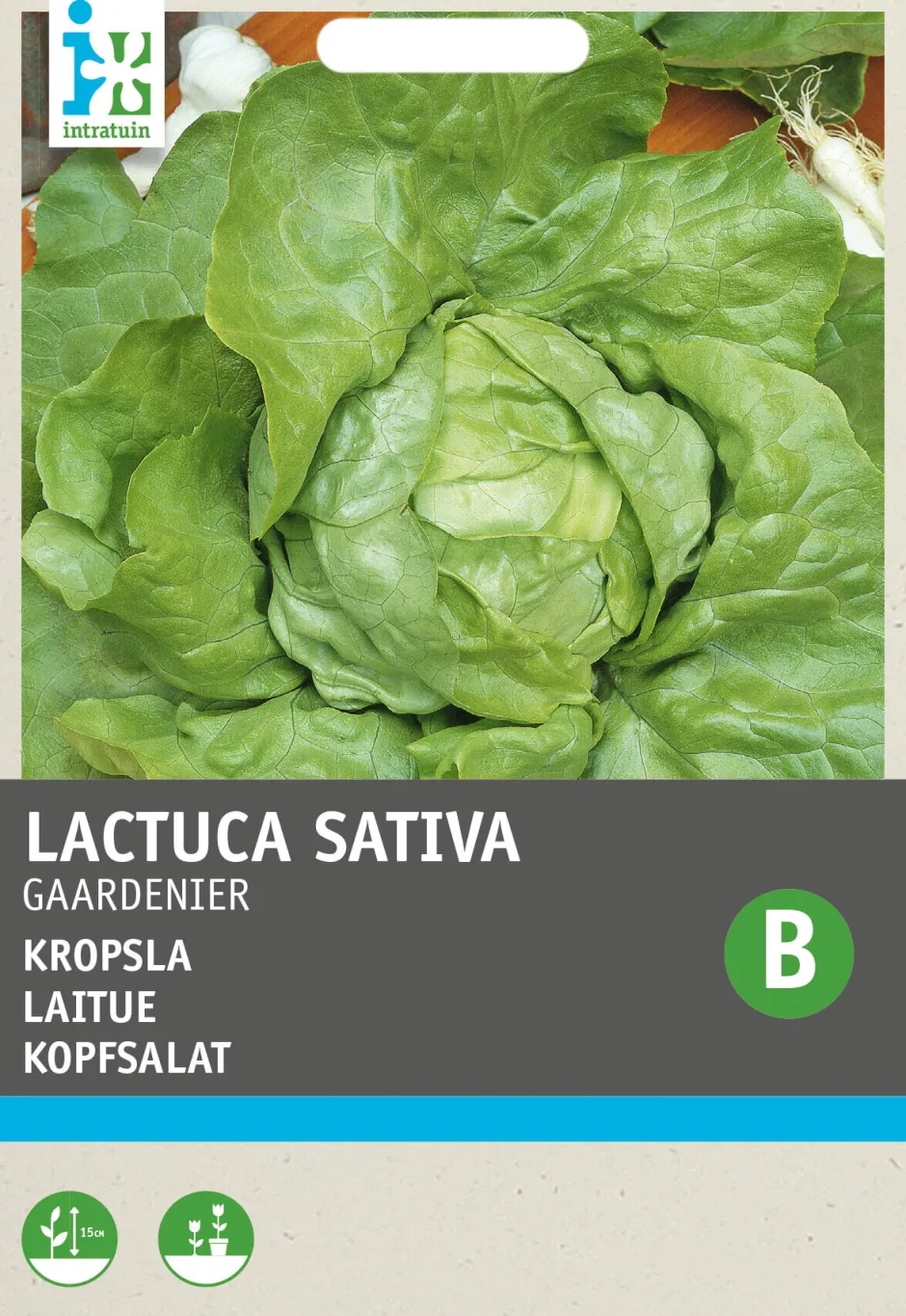 Intratuin Kopfsalat (Lactuca sativa 'Gärtnerstolz') Samen| Gemüsesamen|Saatgut