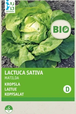 Intratuin Kopfsalat (Lactuca sativa 'Hilde') (BIO) Samen| Gemüsesamen|Saatgut