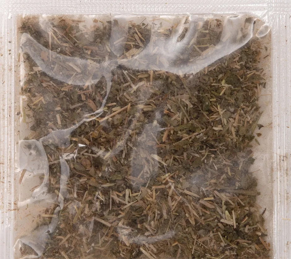 Intratuin Kratzkarton Welle 53 x 20 x 10 cm| Kratzbäume & -Möbel