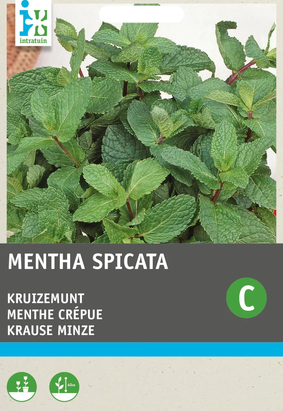 Intratuin Krause Minze (Mentha spicata) Samen| Kräutersamen|Saatgut