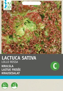 Intratuin Krauser Kopfsalat (Lactuca sativa 'Lollo Rossa') Samen| Gemüsesamen|Saatgut