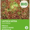 Intratuin Krauser Kopfsalat (Lactuca sativa 'Lollo Rosso') (BIO) Samen| Gemüsesamen|Saatgut