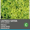 Intratuin Krauser Kopfsalat (Lactuca sativa 'Lollo Bionda') Samen| Gemüsesamen|Saatgut