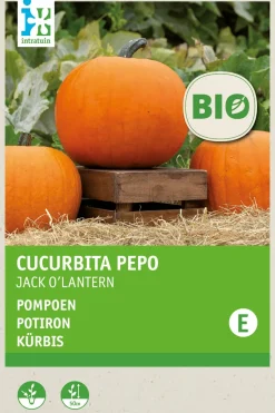 Intratuin Kürbis (Cucurbita 'Jack O'Lantern') (BIO) Samen| Gemüsesamen|Saatgut