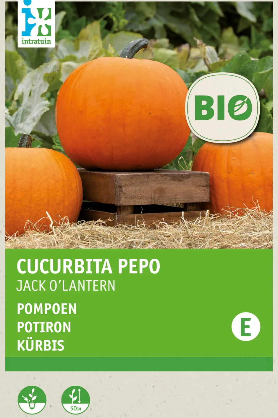 Intratuin Kürbis (Cucurbita 'Jack O'Lantern') (BIO) Samen| Gemüsesamen|Saatgut