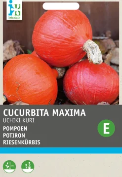 Intratuin Kürbis (Cucurbita maxima 'Uchiki Kuri') Samen| Gemüsesamen|Saatgut