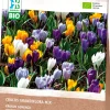 Intratuin Krokus (Crocus grandiflora) gemischt (BIO) Blumenzwiebeln 25 St.| Frühlings-Blüher|Blumenzwiebeln