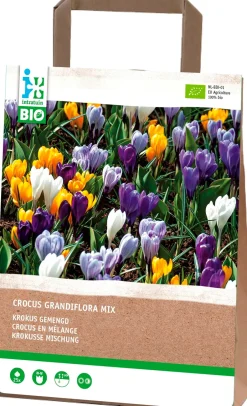 Intratuin Krokus (Crocus grandiflora) gemischt (BIO) Blumenzwiebeln 25 St.| Frühlings-Blüher|Blumenzwiebeln