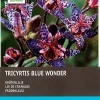 Intratuin Krötenlilie (Tricyrtis 'Blue Wonder') Blumenzwiebeln 3 St.| Sommer-Blüher|Blumenzwiebeln