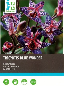 Intratuin Krötenlilie (Tricyrtis 'Blue Wonder') Blumenzwiebeln 3 St.| Sommer-Blüher|Blumenzwiebeln