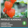 Intratuin Lampionpflanze (Physalis alkekengi) Blumensamen| Winterharte Pflanzen|Blühende Pflanzen
