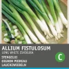 Intratuin Lauchzwiebel (Allium fistulosum 'Ishikura') Samen| Gemüsesamen|Saatgut