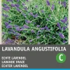 Intratuin Lavendel (Lavendula angustifolia) Blumensamen| Saatgut|Blühende Pflanzen