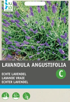 Intratuin Lavendel (Lavendula angustifolia) Blumensamen| Saatgut|Blühende Pflanzen