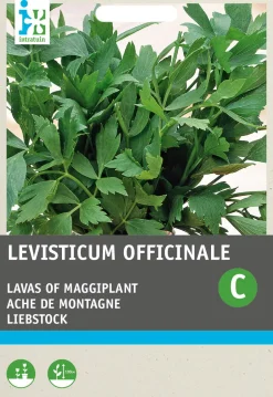 Intratuin Liebstöckel / Maggikraut (Levisticum officinalis) Samen| Kräutersamen|Saatgut