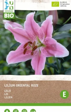 Intratuin Lilie rosa (Lilium oriental) (BIO) Blumenzwiebel 1 St.| Sommer-Blüher|Blumenzwiebeln