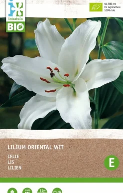Intratuin Lilie weiß (Lilium oriental) (BIO) Blumenzwiebel 1 St.| Sommer-Blüher|Blumenzwiebeln