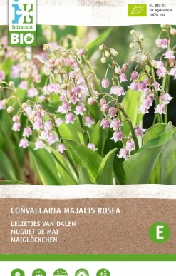 Intratuin Maiglöckchen (Convallaria majalis 'Rosea') (BIO) Blumenzwiebeln 2 St.| Sommer-Blüher|Blumenzwiebeln