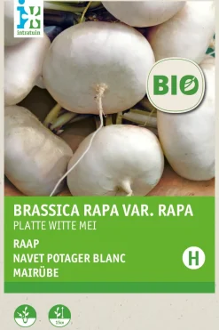 Intratuin Mairübe (Brassica rapa 'Platte Witte Mei') (BIO) Samen| Gemüsesamen|Saatgut