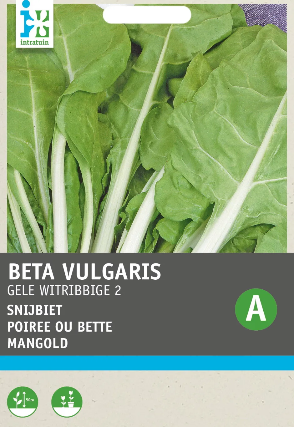 Intratuin Mangold (Beta vulgaris 'Gelber') Samen| Gemüsesamen|Saatgut