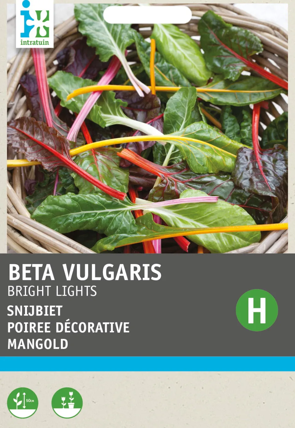 Intratuin Mangold (Beta vulgares 'Bright Lights') Samen| Gemüsesamen|Saatgut