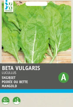 Intratuin Mangold goldgelb (Beta vulgaris 'Lucullus') Samen| Gemüsesamen|Saatgut