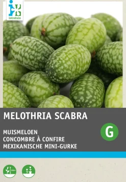 Intratuin Mexikanische Mini-Gurke (Cucamelon) Samen| Obstsamen|Saatgut