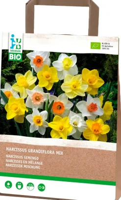 Intratuin Narzisse (Narcissus grandiflora) gemischt (BIO) Blumenzwiebeln 15 St.| Frühlings-Blüher|Blumenzwiebeln
