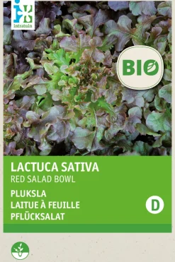 Intratuin Pflücksalat (Lactuca sativa 'Roter Eichenblatt') (BIO) Samen| Gemüsesamen|Saatgut