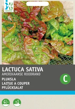 Intratuin Pflücksalat (Lactuca sativa 'Amerikanischer Brauner') Samen| Gemüsesamen|Saatgut
