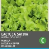 Intratuin Pflücksalat (Lactuca sativa 'Australischer Gelber') Samen| Gemüsesamen|Saatgut