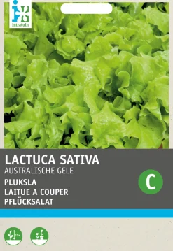 Intratuin Pflücksalat (Lactuca sativa 'Australischer Gelber') Samen| Gemüsesamen|Saatgut