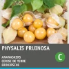 Intratuin Physalis / Erdkirsche (Physalis pruinosa) Samen| Gemüsesamen|Saatgut