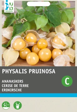 Intratuin Physalis / Erdkirsche (Physalis pruinosa) Samen| Gemüsesamen|Saatgut