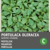 Intratuin Portulak (Portulaca oleracea 'Grüner') Samen| Gemüsesamen|Saatgut