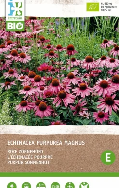 Intratuin Purpur Sonnenhut (Echinacea 'Magnus Rosa') (BIO) Blumenzwiebel 1 St.| Sommer-Blüher|Blumenzwiebeln