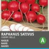 Intratuin Radieschen (Raphanus sativus 'Cherry Belle') Samen| Gemüsesamen|Saatgut