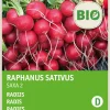 Intratuin Radieschen (Raphanus sativus 'Saxa') (BIO) Samen| Gemüsesamen|Saatgut