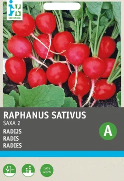 Intratuin Radieschen (Raphanus sativus 'Saxa') Samen| Gemüsesamen|Saatgut
