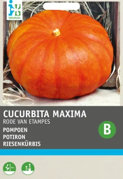 Intratuin Riesenkürbis (Cucurbita maxima 'Roter von Etampes') Samen| Gemüsesamen|Saatgut