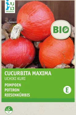 Intratuin Riesenkürbis (Cucurbita maxima 'Uchiki Kuri') (BIO) Samen| Gemüsesamen|Saatgut