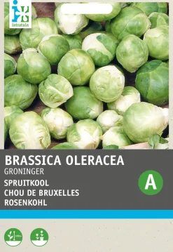 Intratuin Rosenkohl (Brassica oleracea 'Groninger') Samen| Gemüsesamen|Saatgut