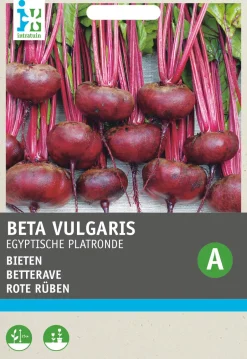 Intratuin Rote Bete (Beta vulgaris 'Ägyptische Plattrunde') Samen| Gemüsesamen|Saatgut