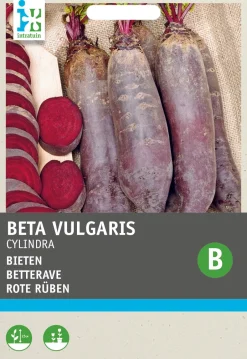Intratuin Rote Bete lang (Beta vulgaris 'Cylindra') Samen| Gemüsesamen|Saatgut