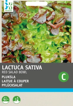Intratuin Roter Eichblattsalat (Lactuca sativa 'Foliosa') Samen| Gemüsesamen|Saatgut